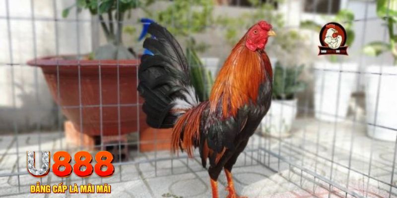 789win06 casino máy tính